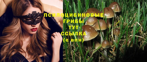 прущие грибы Абаза